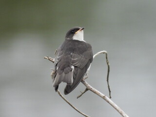 A tree swallow, perched on a branch, within the wetlands of the Bombay Hook National Wildlife...
