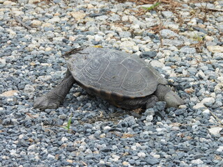 A diamondback terrapin digging in the gravel to find insects, invertebrate prey to eat. Bombay Hook National Wildlife Refuge, Kent County, Delaware. 