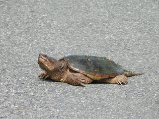 Snapping turtle living within the wetlands of the Bombay Hook National Wildlife Reuge, Kent County,...