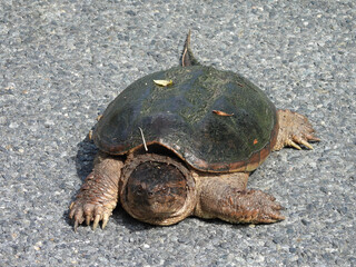 Snapping turtle living within the wetlands of the Bombay Hook National Wildlife Reuge, Kent County, Delaware.