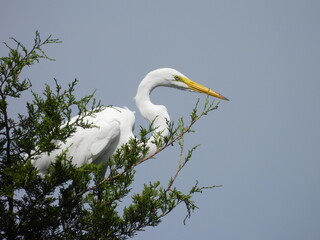 A great white egret, perched in a juniper, within the wetlands of the Bombay Hook National Wildlife...
