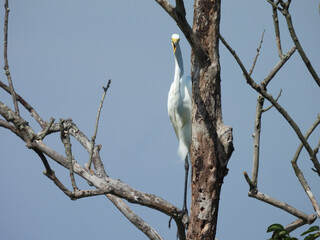 A great egret, perched in a tree, making a loud croaking sound. Bombay Hook National Wildlife...