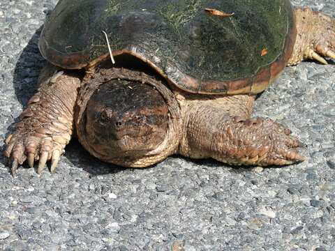 Snapping turtle living within the wetlands of the Bombay Hook National Wildlife Reuge, Kent County, Delaware.