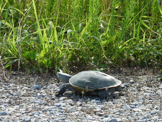 Diamondback terrapin making its way across the rocks, within the wetlands of the Bombay Hook...