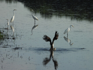 A hungry osprey catches a fish, while a group of egrets wade within the wetland water in search of...