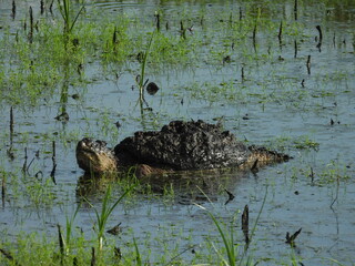 A snapping turtle, making its way through the wetland marsh, within the Bombay Hook National...
