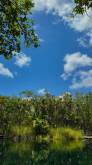 Jungle Cenote