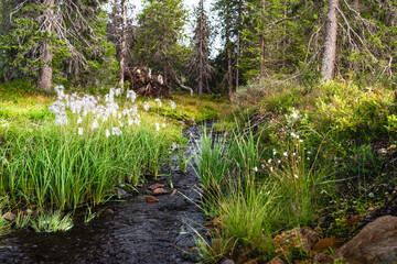 Tall cottongrass grows along a mountain stream in Sweden, surrounded by lush greenery and the serene sounds of flowing water in summer