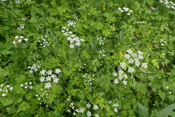 A flourishing field of wildflowers with lush green foliage