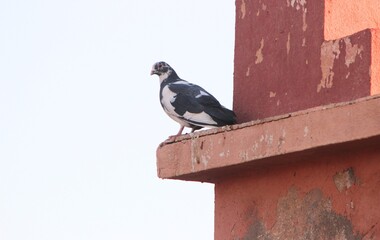 A white and black pigeon perched on top of a house