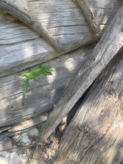 Green lizard climbing on weathered wooden surface