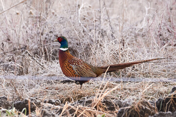 Common pheasant male in frost season (Phasianus colchicus)
