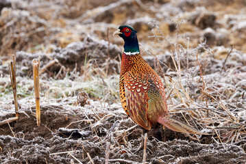 Common pheasant male in natural habitat (Phasianus colchicus)