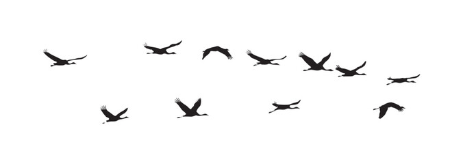 Flock of Wild Birds Flying in Formation Isolated on White Background