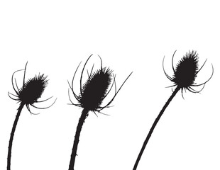 Three Dried Teasel Flower Heads Silhouette on White Background