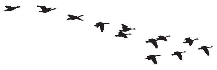 Flock of Migratory Geese Flying in V Formation Against White Background
