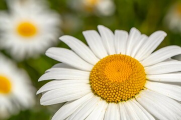 Fototapeta premium Close-up of an oxeye daisy (Leucanthemum vulgare) in full bloom, showing vivid white petals and a vibrant yellow center against a soft green and white floral background