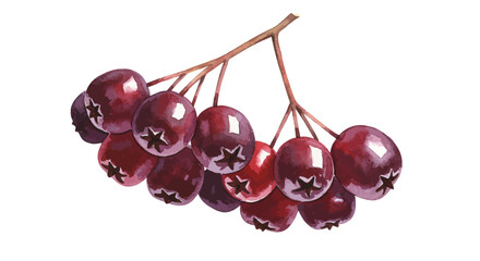 Watercolor Illustration Portrays A Cluster Of Dark Red Berries On A Delicate Brown Branch Set Against A Clean White Background With A Realistic Feel