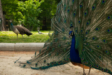 Obraz premium Majestic Peacock in Full Feather Display