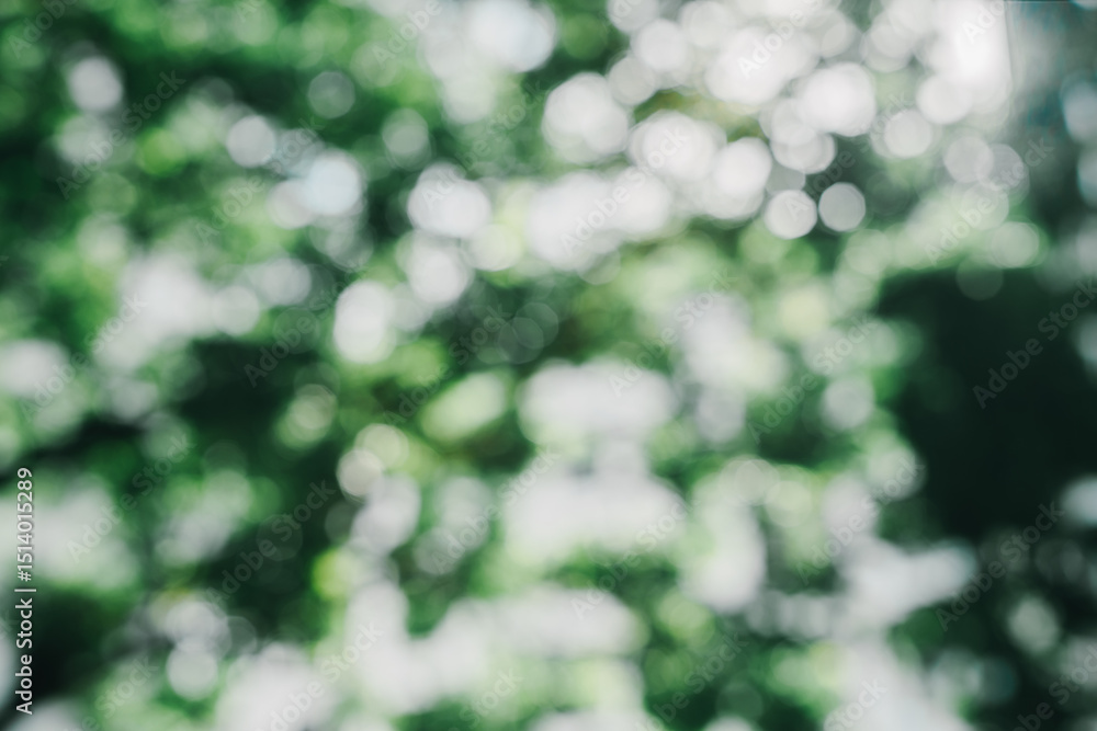 Aufkleber background concept. soft focus greenery with dappled light, bokeh background nature scene for abstra