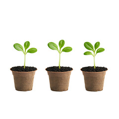 Naklejka premium Seedlings in pots against a dark backdrop. Green leaves signify growth and renewal, symbolizing new beginnings and the beauty of nature.