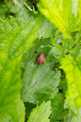 A snail's house among green leaves