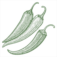 Sketch Style for Chilli Vegetable Food Organic Fresh Vitamin Healthy Vegan