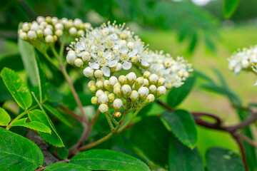 lily of the valley in spring