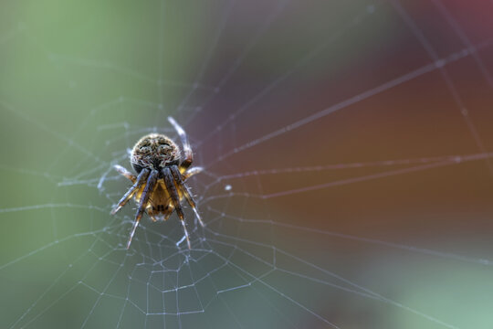 spider on web - Powered by Adobe
