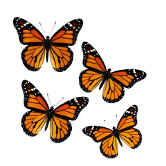 Obraz premium Four monarch butterflies isolated on transparent background