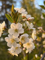 Obraz premium Close-up of delicate white cherry blossoms in full bloom, bathed in warm golden sunlight against a soft-focus natural background.