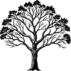 Obraz premium A Detailed Black and White Illustration of a Deciduous Tree Representing Nature Growth and Life Cycles Through the Seasons