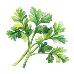 My Watercolor illustration, illustration coriander leaves branch painting isolated on a white background, illustration, AI painting design, vector illustration set, eps format