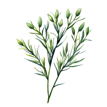 My Watercolor illustration, illustration, cumin branch painting isolated on a white background, illustration, AI painting design, vector illustration set, eps format
