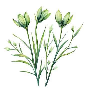 My Watercolor illustration, illustration, cumin branch painting isolated on a white background, illustration, AI painting design, vector illustration set, eps format