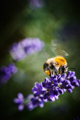 Bourdon terrestre butinant une fleur de lavande