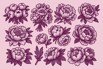 Peony flowers set engraving style vector illustration set © Victoria