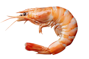 Isolated macro shot of a perfectly cooked shrimp displaying vibrant orange coloration