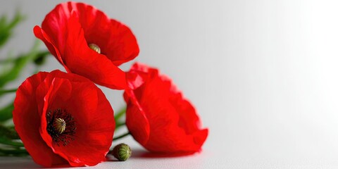 Elegant Red Poppies with Soft Light and Blurred Background