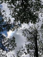 sun behind trees and clouds