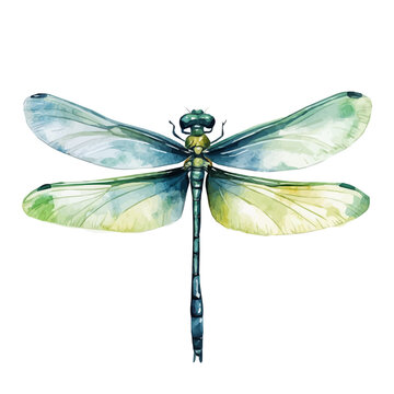 My Watercolor illustration, dragonfly painting isolated on a white background, illustration, AI painting design, vector illustration set, eps format	