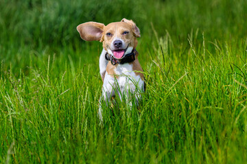 2025-05-30 A SMALL TRI COLORED BEAGLE JUMPING THROUGH TALL GREEN GRASS WITH ITS EARS FLAPPING WITH A GREEN BACKGROUND AT THE OFF LEASH DOG AREA AT MARYMOOR PARK IN REDMOND WASHINGTON