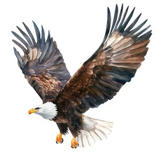 My Watercolor illustration, illustration eagle painting isolated on a white background, illustration, AI painting design, vector illustration set, eps format	