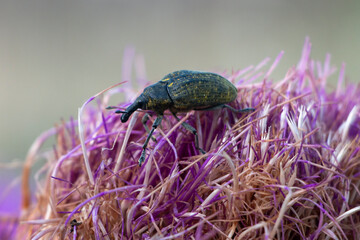 Thistle bud weevil isolated on thistle in bloom. Green beetle on hairy plant with purple colors. Copy space. Larinus planus.
