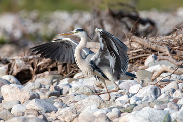 A gray heron starting fly from the river side. Ardea cinerea.