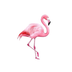 My Watercolor illustration, illustration pinky flamingo painting isolated on a white background, illustration, AI painting design, vector illustration set, eps format	