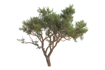 Desert tree isolated white background