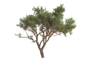 Desert tree isolated white background
