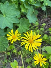 Blooming Doronicum columnae in the summer garden .a rare plant like yellow chamomile.Flower background