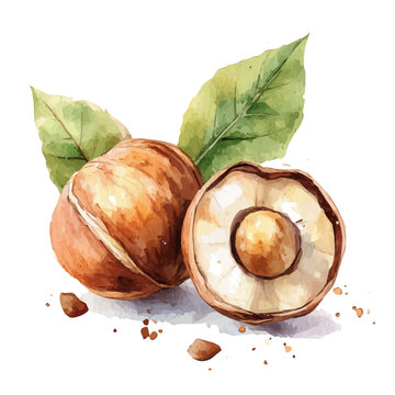 My Watercolor illustration, illustration hazelnut painting isolated on a white background, illustration, AI painting design, vector illustration set, eps format	